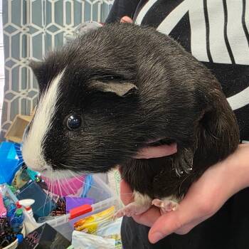 Rescue Guinea Pig Guinea Pigs for Adoption in Huntsville, Alabama - Apollo | PetCurious